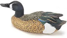 Straight Head Blue-winged Teal