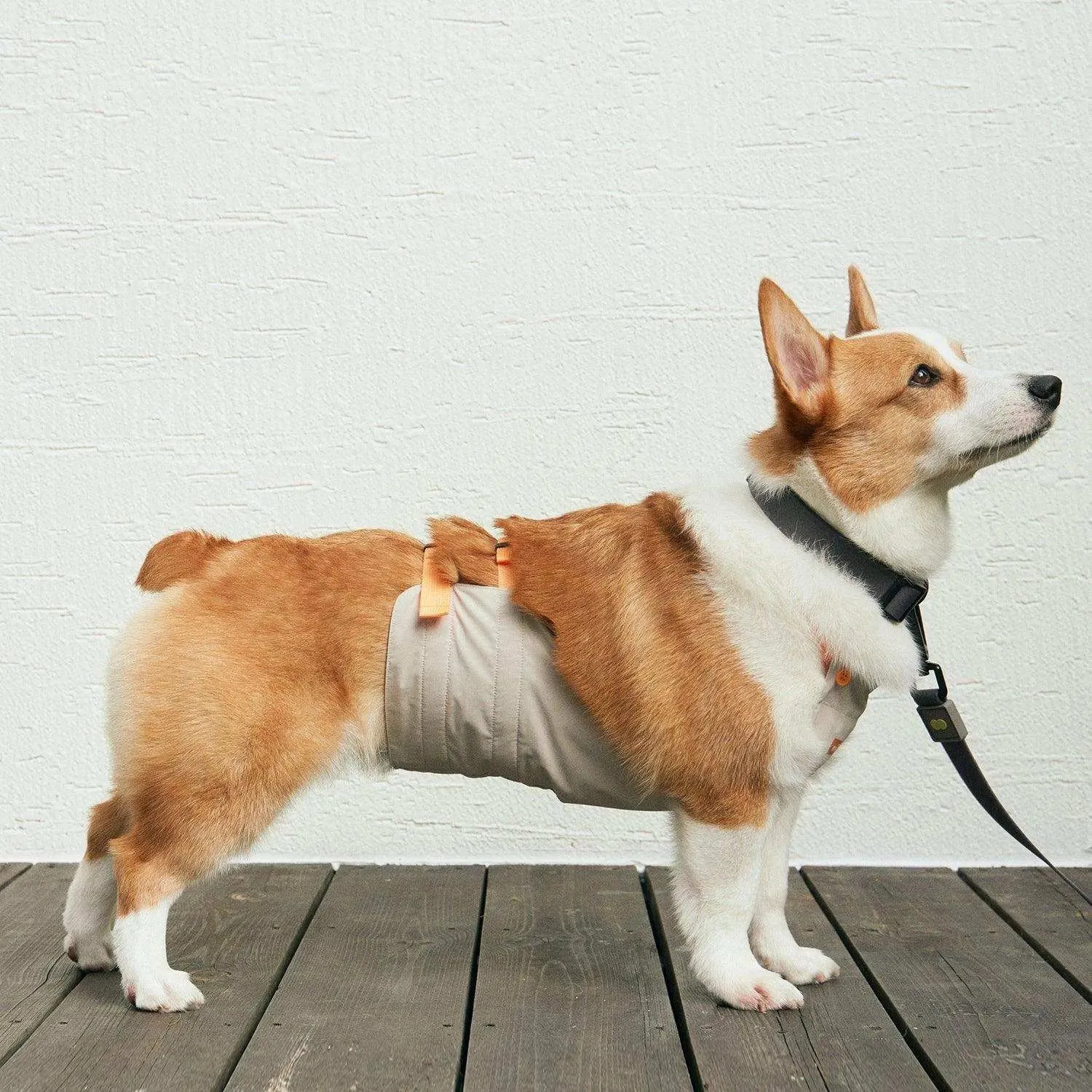 Underbelly Dog Coat